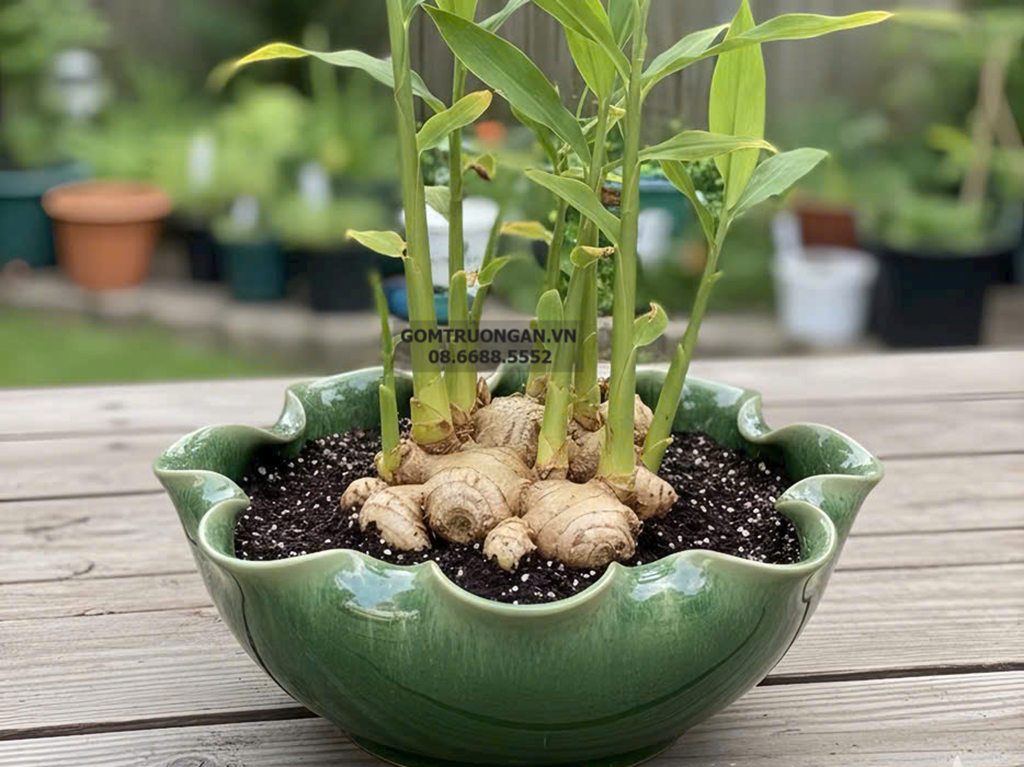 Bát thả hoa thần tài  đường kính 24cm men hỏa biến thiên thanh kèm chân đế(không bao gồm sen sứ) 4